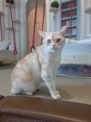 猫カフェモカ　イオンレイクタウン店に投稿された画像（2026/4/9）