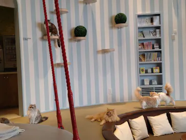 猫カフェモカ　イオンレイクタウン店に投稿された画像（2026/4/9）