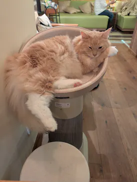 猫カフェモカ　池袋東口店に投稿された画像（2026/4/9）