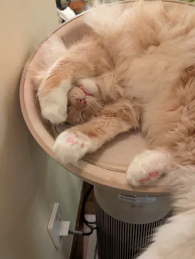 猫カフェモカ　池袋東口店に投稿された画像（2026/4/9）