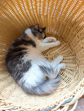 猫カフェモカ　池袋東口店に投稿された画像（2026/4/9）