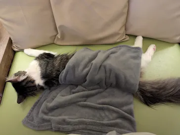 猫カフェモカ　池袋東口店に投稿された画像（2026/4/9）