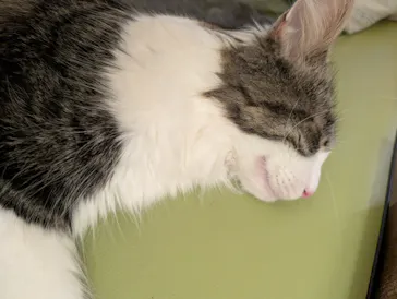 猫カフェモカ　池袋東口店に投稿された画像（2026/4/9）