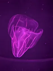 アクアワールド茨城県大洗水族館に投稿された画像（2026/4/10）