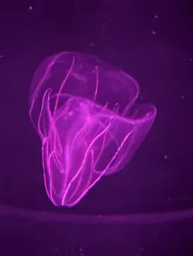 アクアワールド茨城県大洗水族館に投稿された画像（2026/4/10）