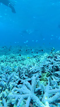 西表島 ADVENTURE PiPi（アドベンチャーピピ）に投稿された画像（2026/4/10）