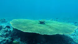 西表島 ADVENTURE PiPi（アドベンチャーピピ）に投稿された画像（2026/4/10）