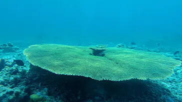 西表島 ADVENTURE PiPi（アドベンチャーピピ）に投稿された画像（2026/4/10）