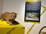 特別展「超危険生物展　科学で挑む生き物の本気」に投稿された画像（2026/4/10）