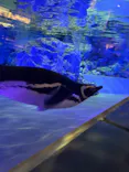 すみだ水族館に投稿された画像（2026/4/10）