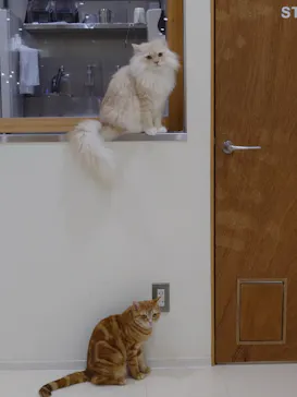 Cat Café MOFF イオンモール豊川店に投稿された画像（2026/4/10）