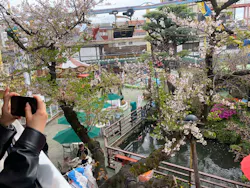 浅草花やしきに投稿された画像（2026/4/10）