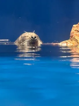 のとじま水族館に投稿された画像（2026/4/10）