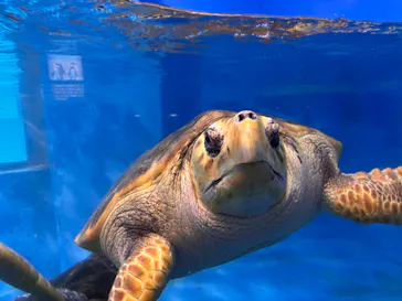 のとじま水族館に投稿された画像（2026/4/10）