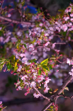 万博記念公園に投稿された画像（2026/4/10）