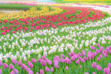 万博記念公園に投稿された画像（2026/4/10）