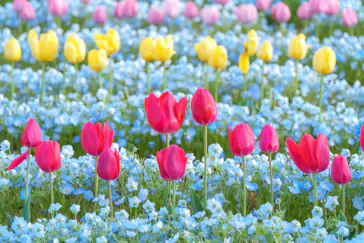 万博記念公園に投稿された画像（2026/4/10）