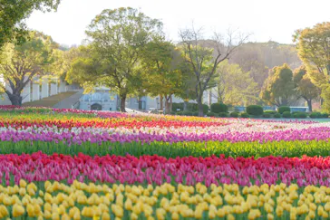 万博記念公園に投稿された画像（2026/4/10）