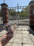 博物館 明治村に投稿された画像（2026/4/11）