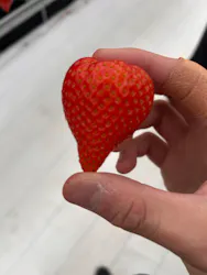 道の駅前猪苗代いちご園に投稿された画像（2026/4/11）