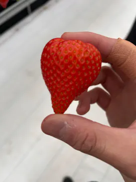 道の駅前猪苗代いちご園に投稿された画像（2026/4/11）