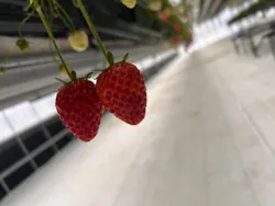 道の駅前猪苗代いちご園に投稿された画像（2026/4/11）