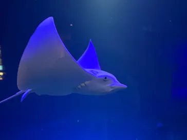 大分マリーンパレス水族館 「うみたまご」に投稿された画像（2026/4/11）