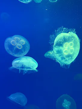 大分マリーンパレス水族館 「うみたまご」に投稿された画像（2026/4/11）