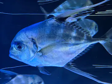 大分マリーンパレス水族館 「うみたまご」に投稿された画像（2026/4/11）