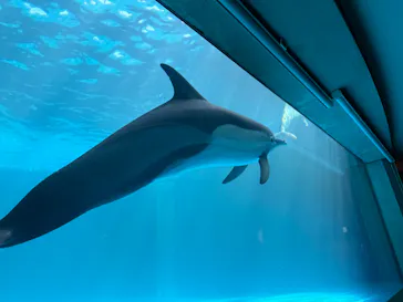 大分マリーンパレス水族館 「うみたまご」に投稿された画像（2026/4/11）