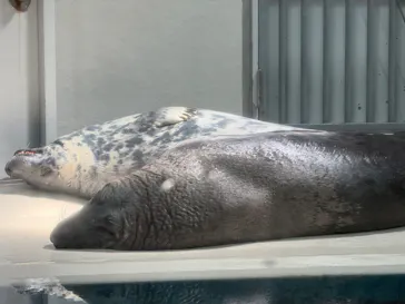 大分マリーンパレス水族館 「うみたまご」に投稿された画像（2026/4/11）