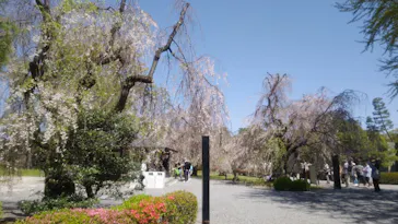 元離宮二条城に投稿された画像（2026/4/11）