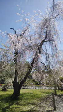 元離宮二条城に投稿された画像（2026/4/11）