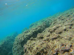 武藤潜水に投稿された画像（2026/4/11）