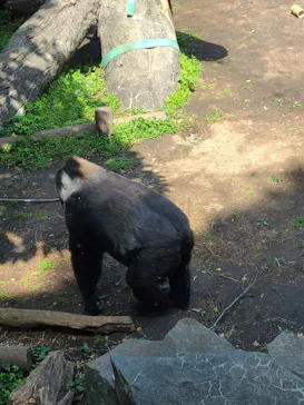 恩賜上野動物園に投稿された画像（2026/4/11）