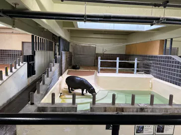 恩賜上野動物園に投稿された画像（2026/4/11）
