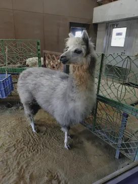 天王寺動物園に投稿された画像（2026/4/11）