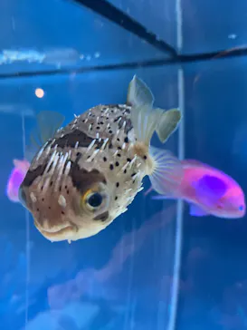 サンシャイン水族館に投稿された画像（2026/4/11）