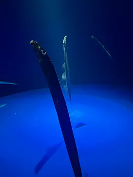 サンシャイン水族館に投稿された画像（2026/4/11）