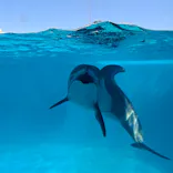 下田海中水族館に投稿された画像（2026/4/11）