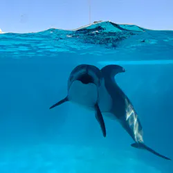 下田海中水族館に投稿された画像（2026/4/11）