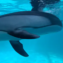 下田海中水族館に投稿された画像（2026/4/11）