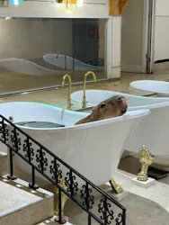 アニタッチららぽーと名古屋みなとアクルスに投稿された画像（2026/4/11）