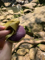 西表島カヌーツアー 風車に投稿された画像（2026/4/11）