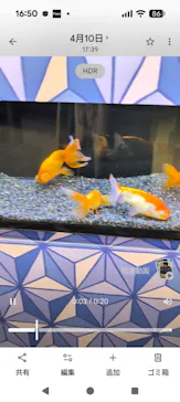 光で彩る金魚のアクアリウム ジ・アウトレット広島に投稿された画像（2026/4/11）