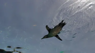 天王寺動物園に投稿された画像（2026/4/11）