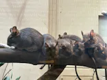 こども動物自然公園（埼玉県公園緑地協会）に投稿された画像（2026/4/11）