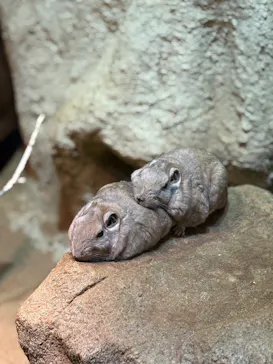 こども動物自然公園（埼玉県公園緑地協会）に投稿された画像（2026/4/11）