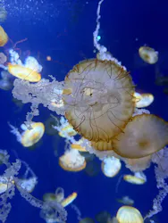 新江ノ島水族館に投稿された画像（2026/4/11）