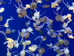 新江ノ島水族館に投稿された画像（2026/4/11）